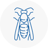 Ferryhill Wasp Nest Removal